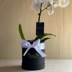 Orquídea Phalaenopsis Blanco