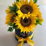 Box de Girasoles