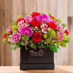 SQUARE LUXURY Phalaenopsis