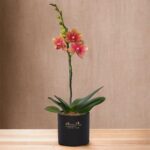 Orquídea PHALAENOPSIS  CARAMELO