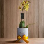 ORQUIDEA PHALAENOPSIS AMARILLA