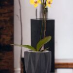 ORQUIDEA PHALAENOPSIS AMARILLO