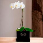 ORQUIDEA  PHALAENOPSIS BLANCO