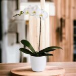 ORQUIDEA PHALAENOPSIS BLANCO