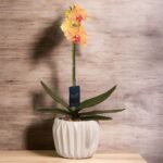 ORQUIDEA PHALAENOPSIS ORO