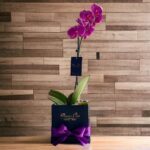 ORQUIDEA PHALAENOPSIS MORADO